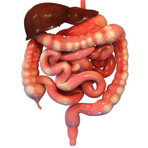 Human Alimentary Canal 3D