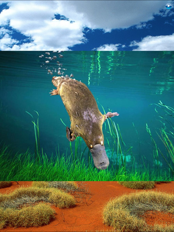 Animals Australia iPad screenshot