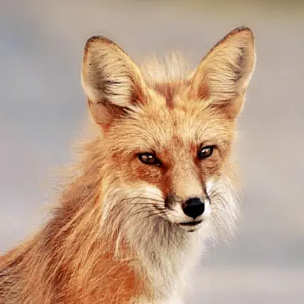 Fox Wallpapers Читы