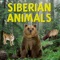 Siberian Animals