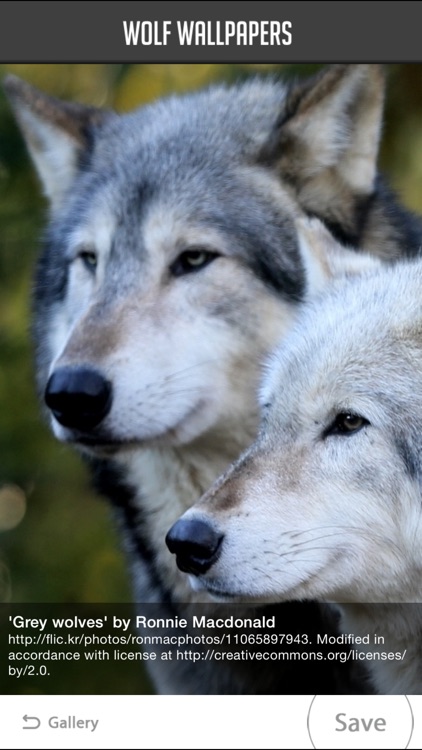 Wolf Wallpaper screenshot-4