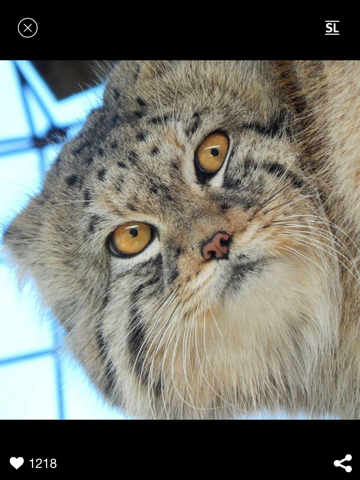 Screenshot #5 pour Фото котиков каждый день - Котолог