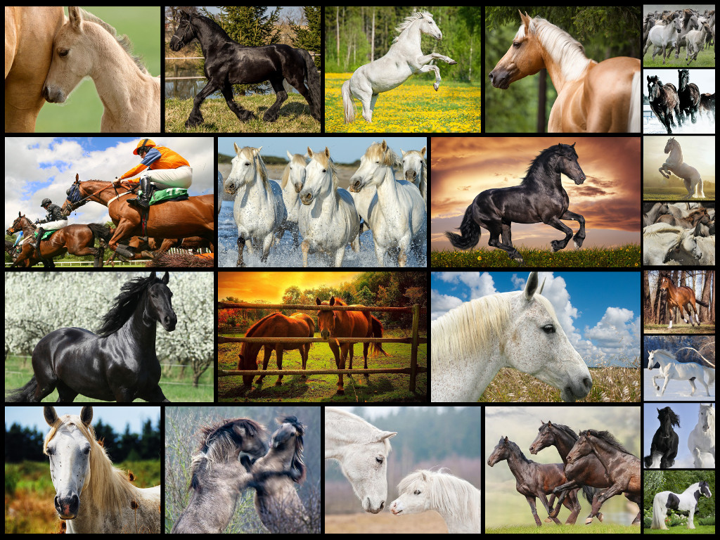 Mighty Horses - Real Horse Picture Puzzle Games for kids
