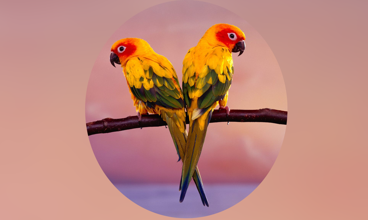 Parrots Encyclopedia Pro