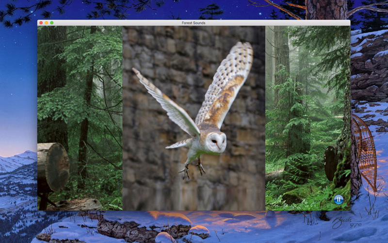 Forest Sounds thumbnail 2