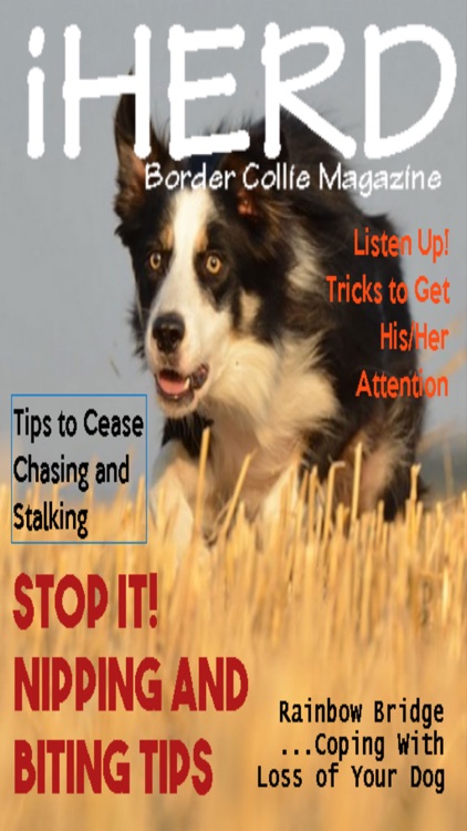 iHerd: Border Collie Lovers Magazine