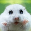 Cute Animal Pics Watch App - Fun pictures for children, young kids, and adults