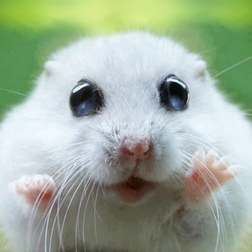 Cute Animal Pics Watch App - Fun pictures for children, young kids, and adults - AppWisp.com
