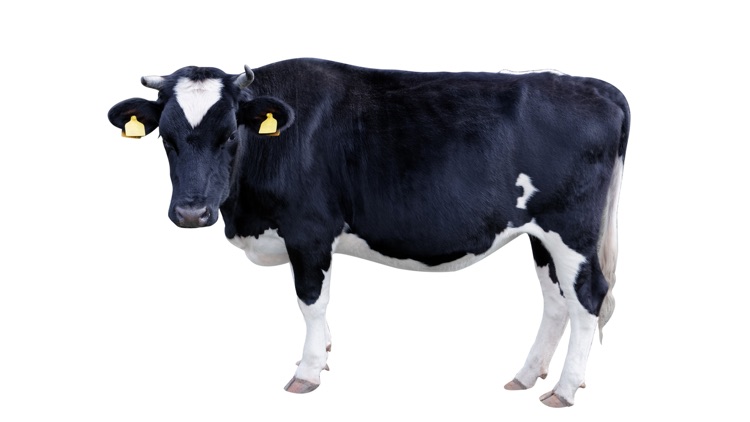 Farm Animals — See, hear, touch & tap the animals. For babies & kids aged 0-3 years.