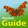 Pocket Guide UK Butterflies