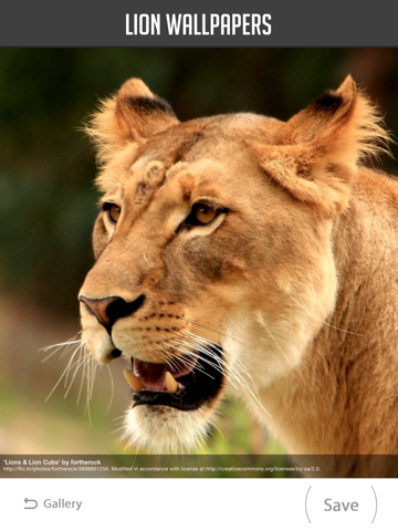 Screenshot #6 pour Lion Wallpapers