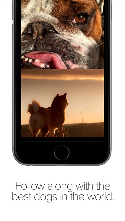 Pack Dog - Post your dog photos and meet dog owners by breed and city