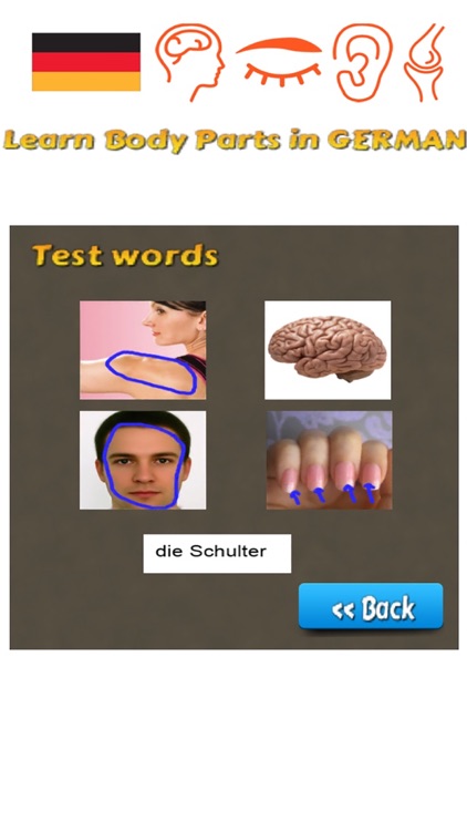 Learn Body Parts in German