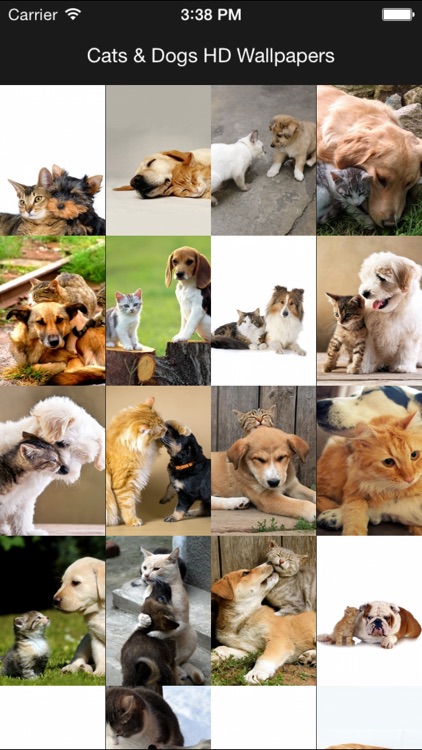 Cats & Dogs Hd Wallpapers and Backgrounds