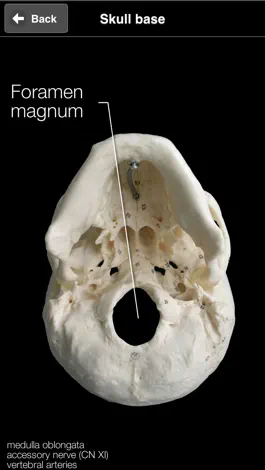 Game screenshot Skull Osteology hack
