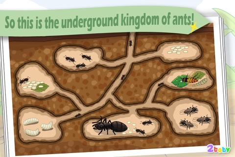 Ant - InsectWorld  A story book about insects for children screenshot 3