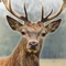 Free Deer Hunting 3D - Challenging Jungle Hunter Action Test Game