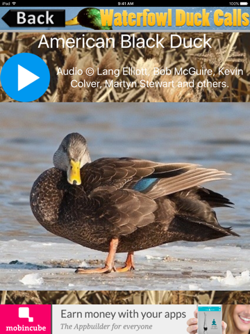 Screenshot #4 pour Waterfowl Duck Calls