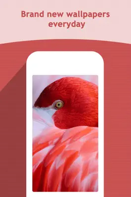 Game screenshot HD Wallpapers Backgrounds apk