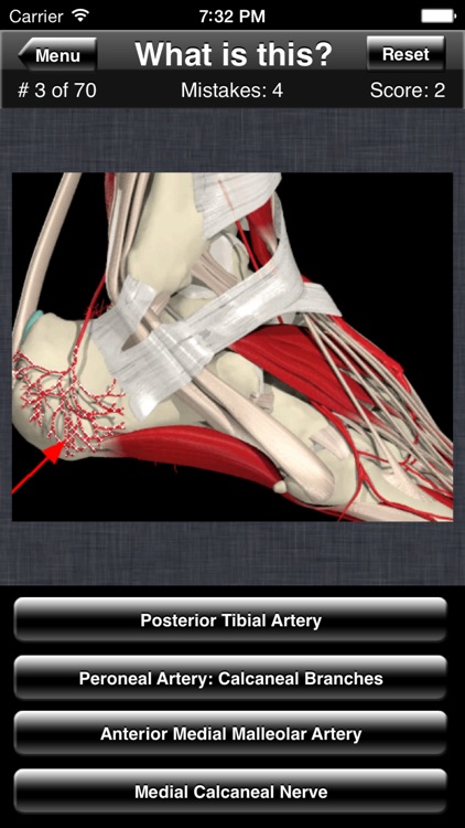 Anatomy Foot Quiz