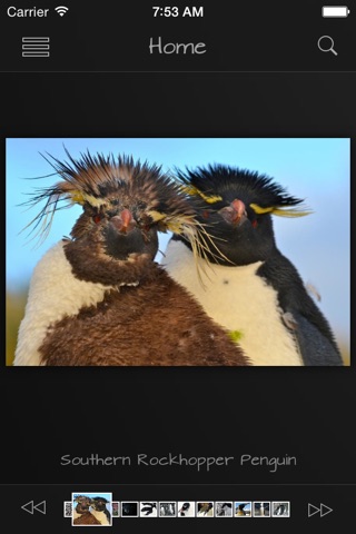 Penguins Collection Pro screenshot 4