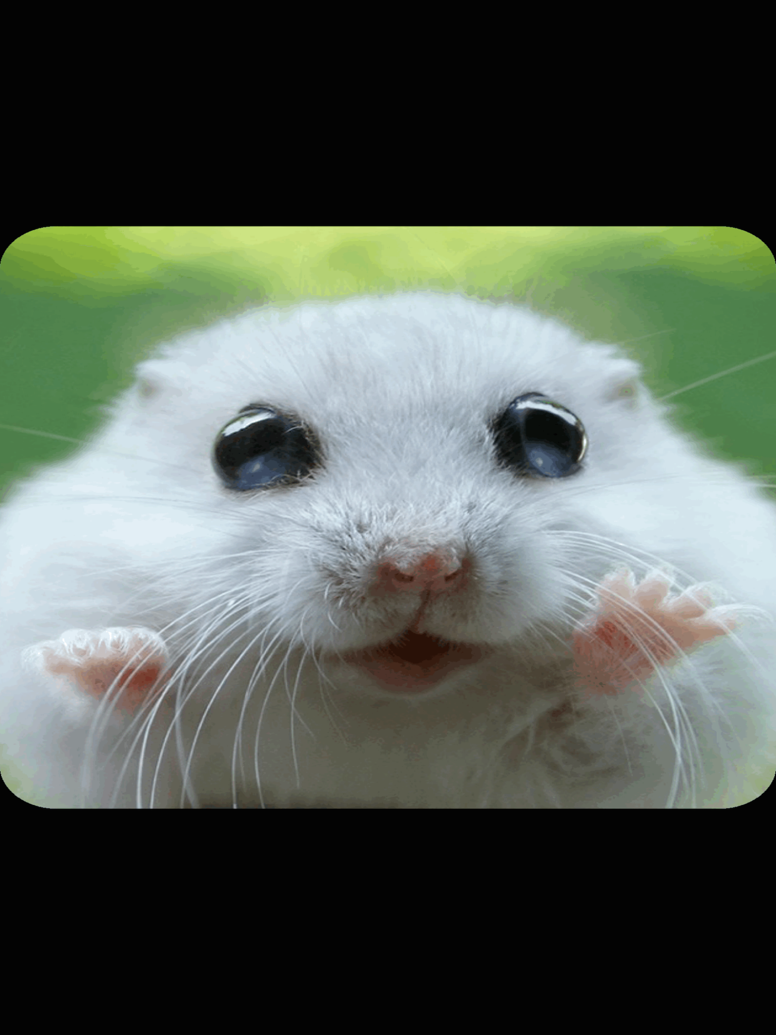 Animated GIF Maker - Best Photo Animation Editor to Create Video Image