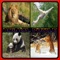 Kids Animal Puzzle - Wild animal puzzle for kids