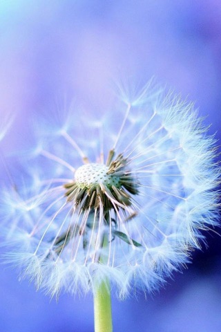 Beautiful Dandelion Wallpapers screenshot 4