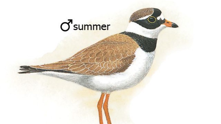 Birds of Western Palearctic screenshot-3