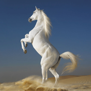 Horse Breeds Collection