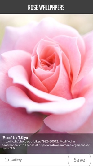 Rose Wallpaper Floral Flower Background Android App
