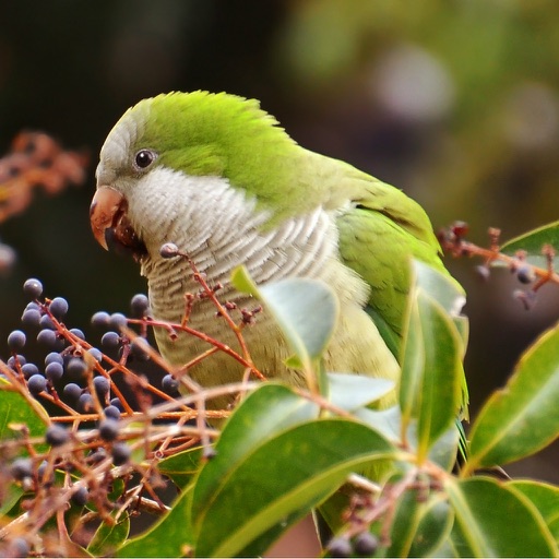 Bird Watching for Beginner - How To Be A Good Birdwatcher icon