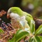 *SALE* Bird Watching App Special Offer