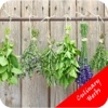 Best Culinary Herbs - Grow Basil