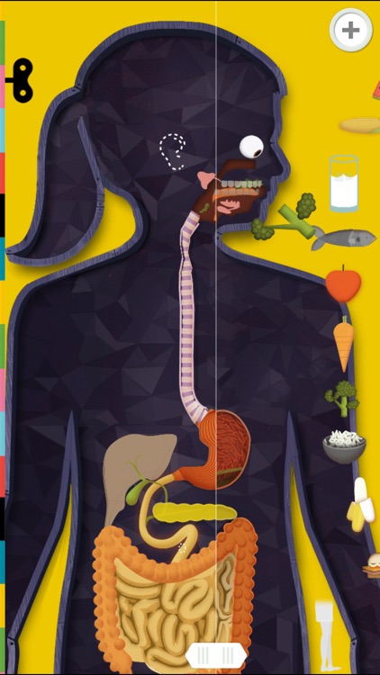 The Human Body by Tinybop