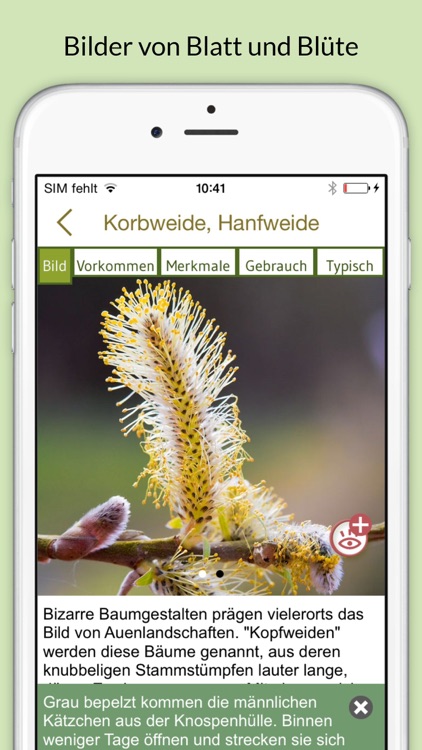 Bäume & Sträucher bestimmen – entdecken Sie die Natur und erkennen Sie welche Pflanzen, Blätter und Hölzer Sie umgeben