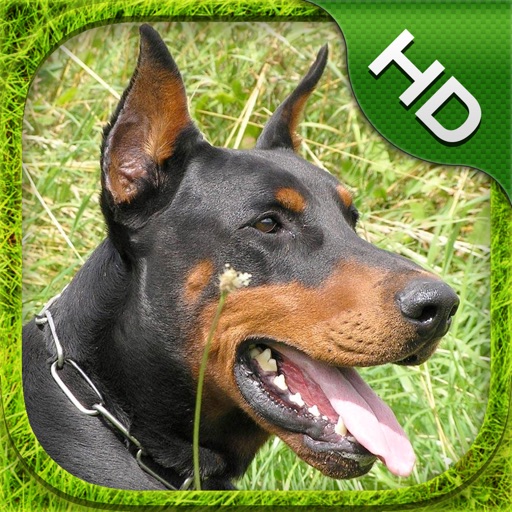 Doberman Simulator - HD Icon