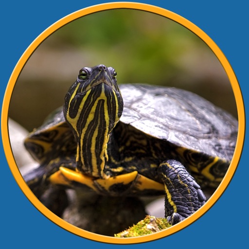 turtles pictures to win for kids no ads icon