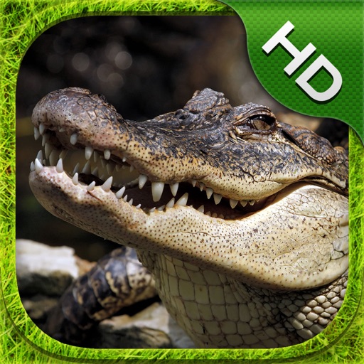 Crocodile Simulator - HD Icon