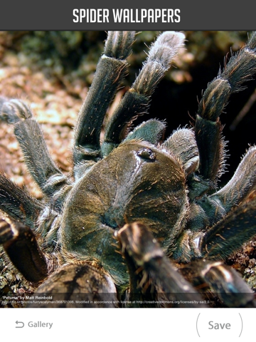 Screenshot #6 pour Spider Wallpapers
