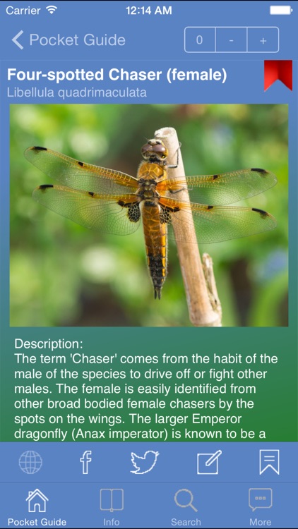 Pocket Guide UK Dragonflies