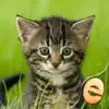 Jigsaw Wonder Kittens Puzzles for Kids Free negative reviews, comments
