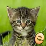 Jigsaw Wonder Kittens Puzzles for Kids Free App Problems