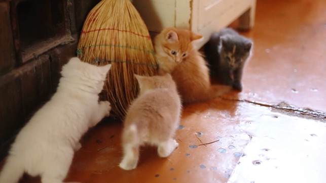 Kitten TV(圖3)-速報App