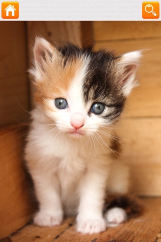 Kitten Puzzle HD screenshot 4