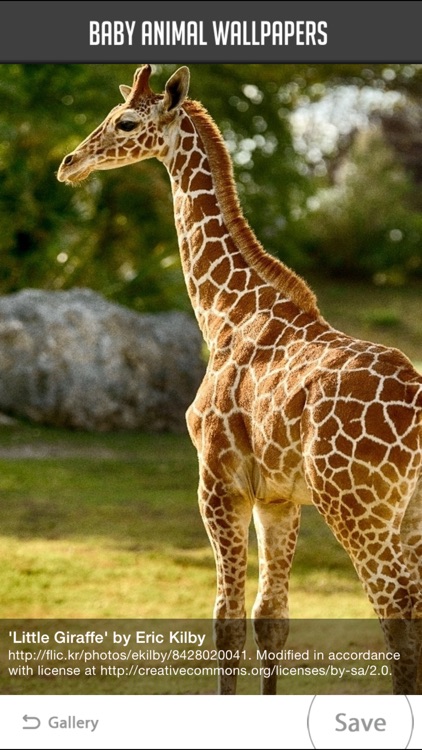 Baby Animal Wallpapers