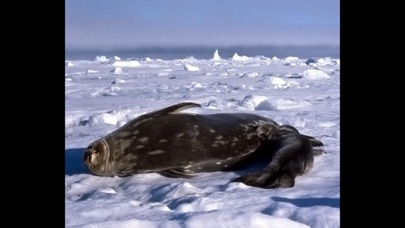Screenshot #3 pour Animaux Antarctique