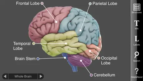 3D Brain
