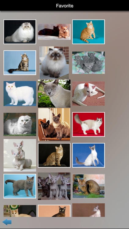 Cat Breeds Guide