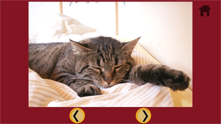 funny cats for kids - free game screenshot-4